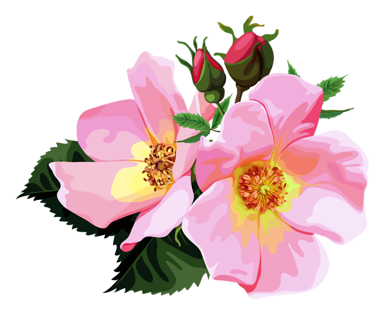 Pink Light Flower Bunch Rose Transparent PNG Image