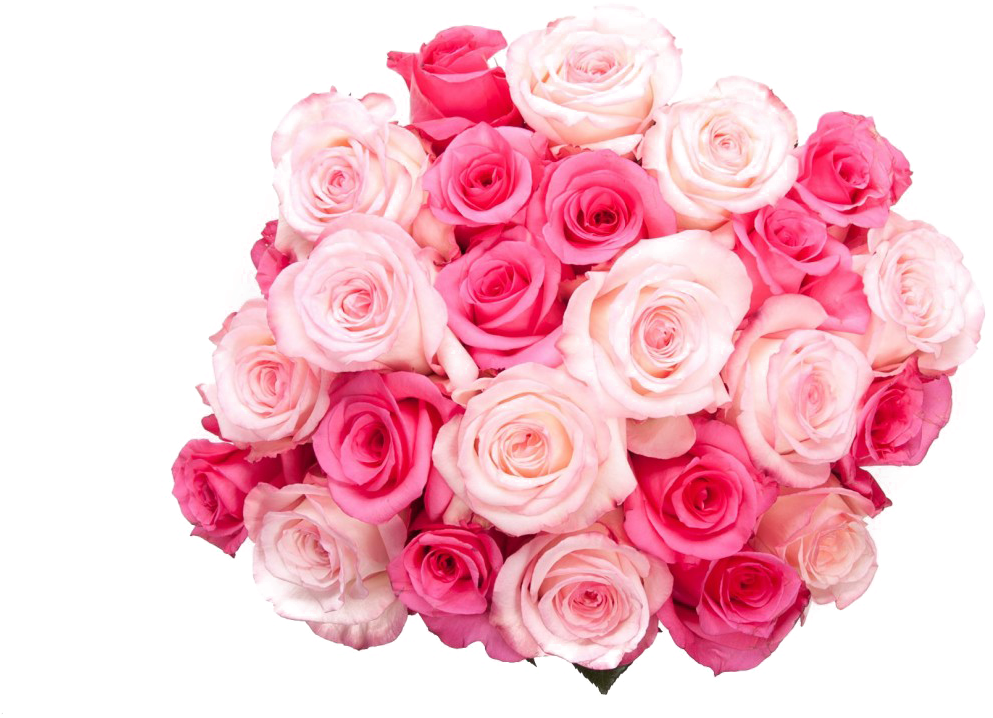 Pink Rose Flower Bunch Free HD Image Transparent PNG Image