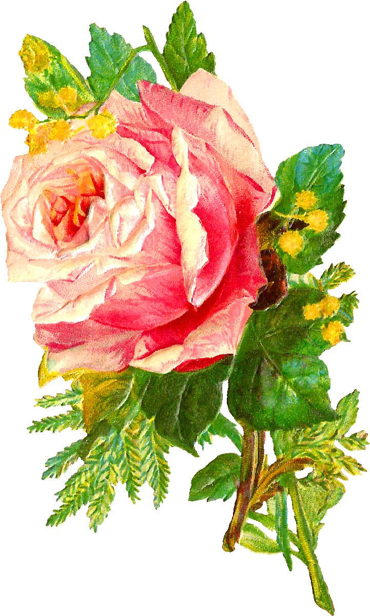 Pink Rose Flower Bunch Free Download PNG HD Transparent PNG Image