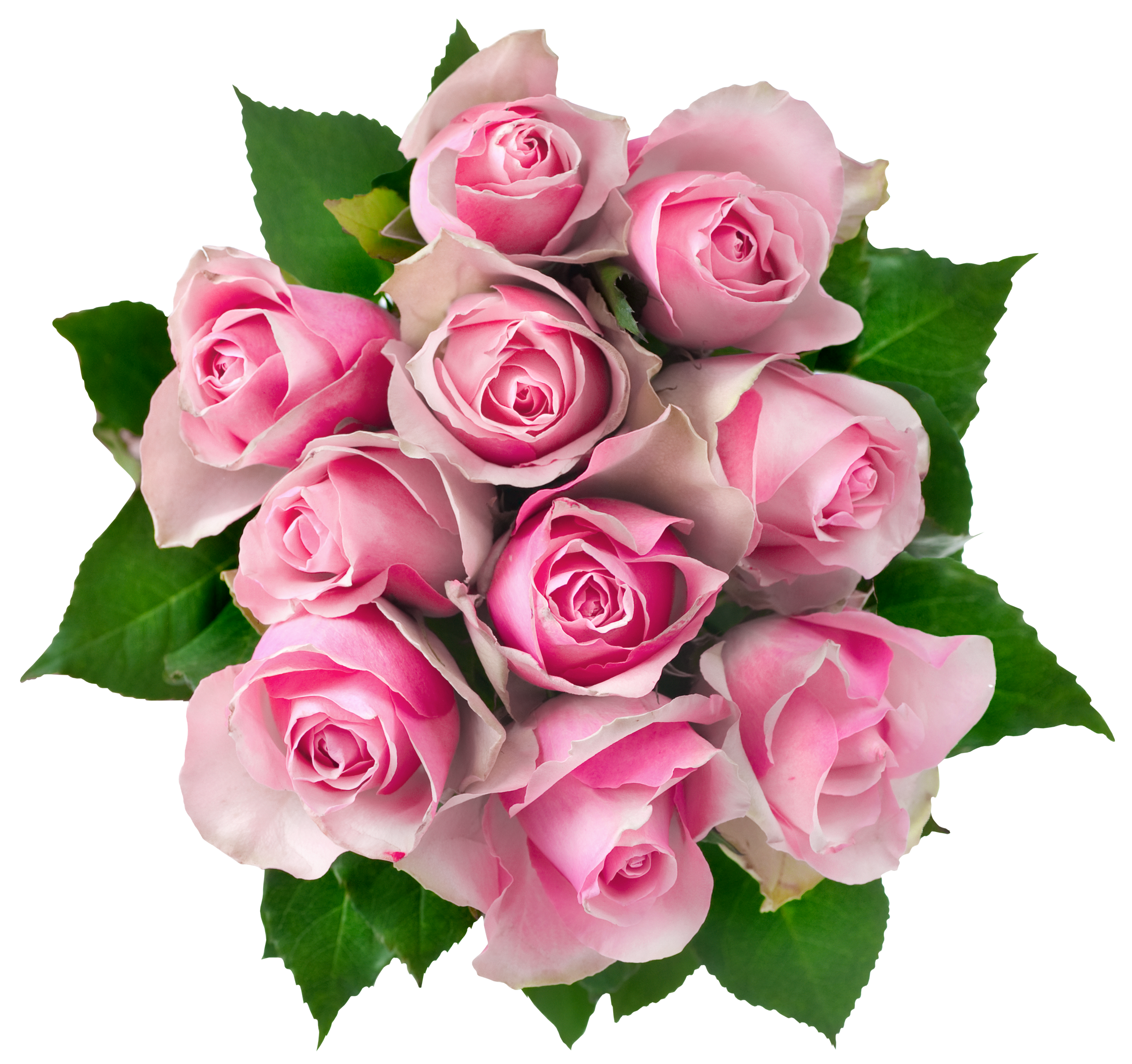 Pink Rose Flower Photos Bunch Transparent PNG Image