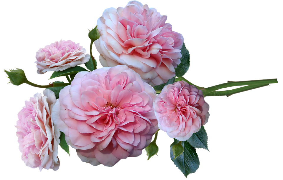 Pink Spring Flower Bunch Rose Transparent PNG Image