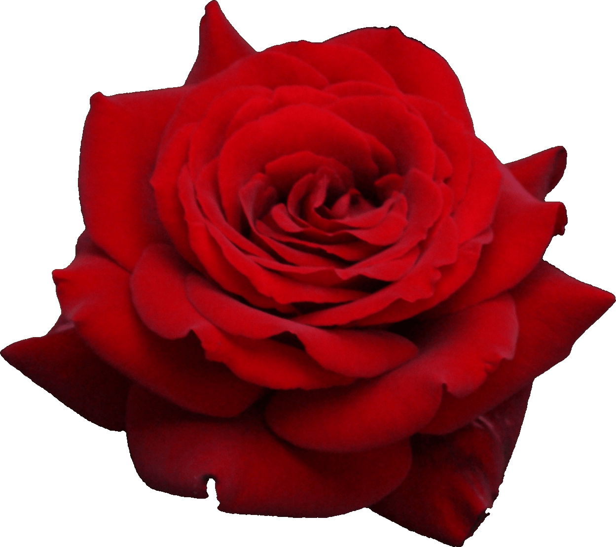 Red Rose Png Image Picture Download Transparent PNG Image