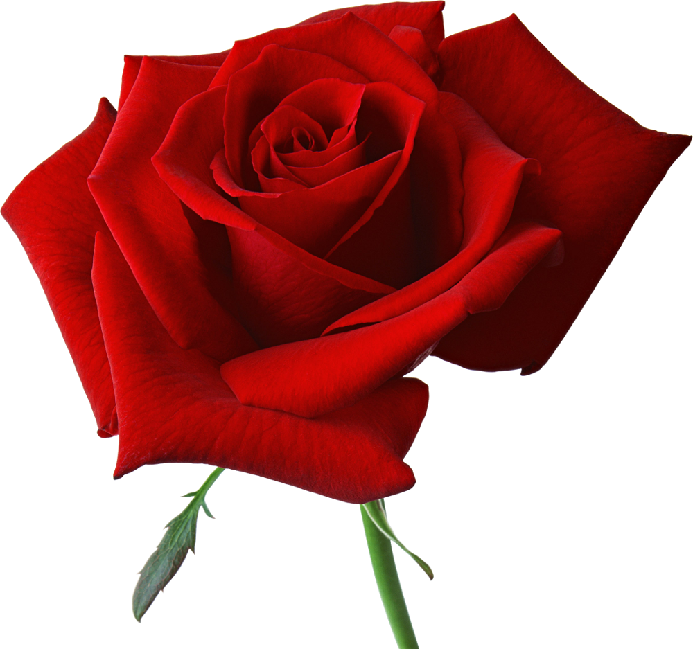 Bouquet Rose Red Download HQ Transparent PNG Image