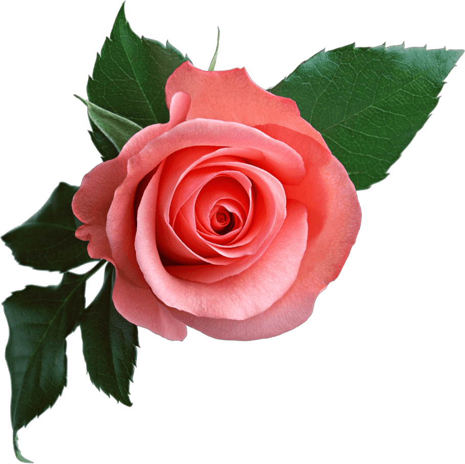 Pink Rose Png Image Picture Download Transparent PNG Image