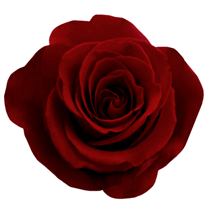 Red Rose Png Image Picture Download Transparent PNG Image