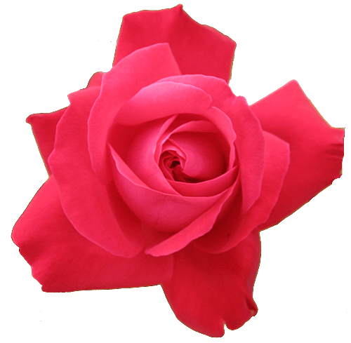 Rose Png Image Picture Download Transparent PNG Image