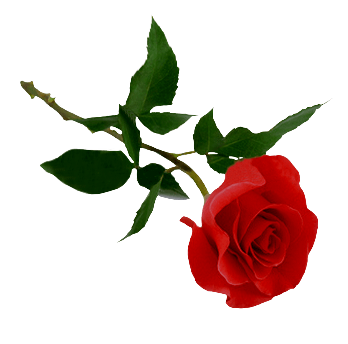 Rose Png Image Picture Download Transparent PNG Image