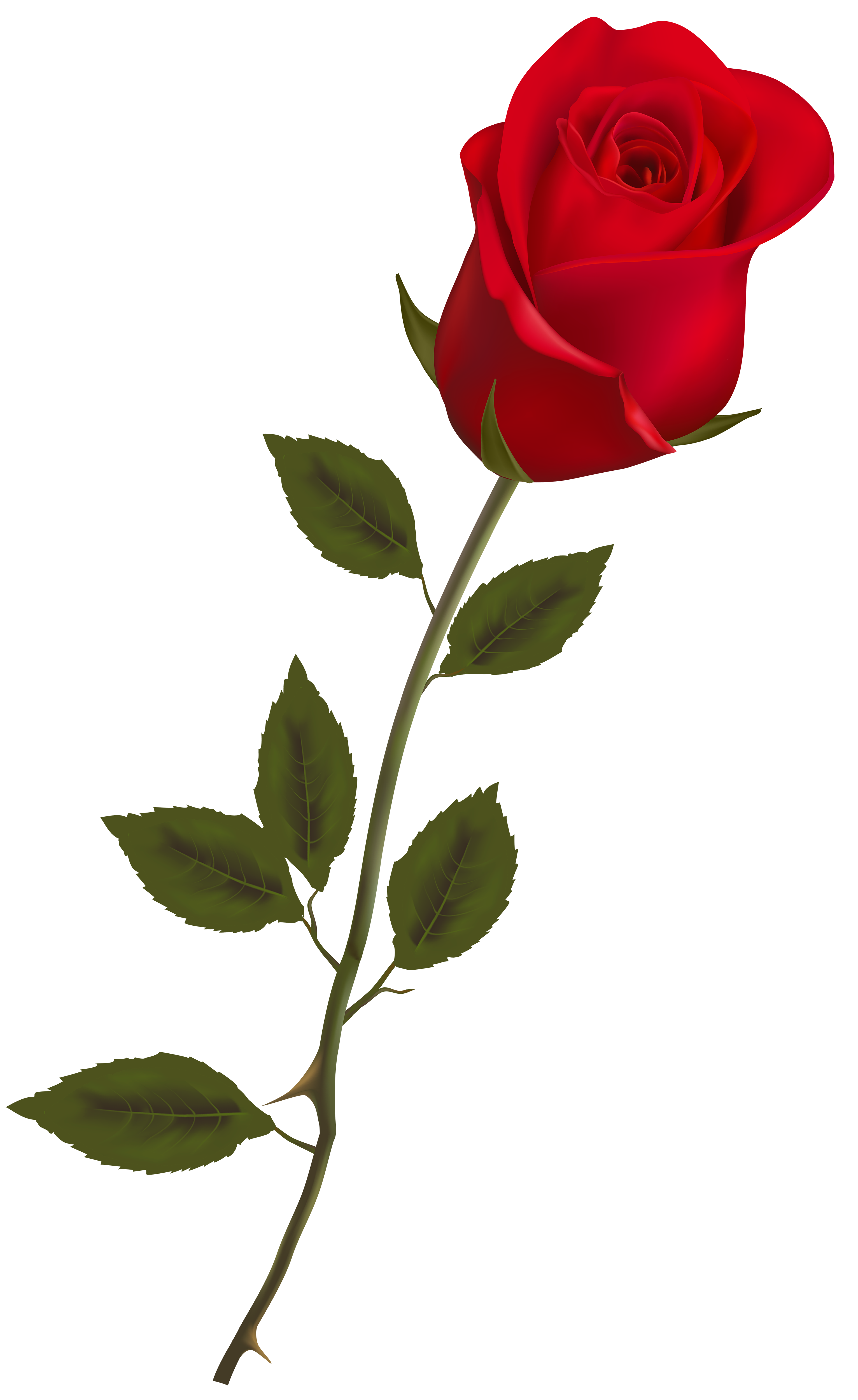 Rose Image Transparent PNG Image