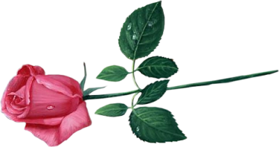 Pink Rose Transparent Image Transparent PNG Image