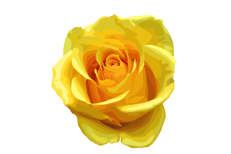 Yellow Rose Transparent Image Transparent PNG Image