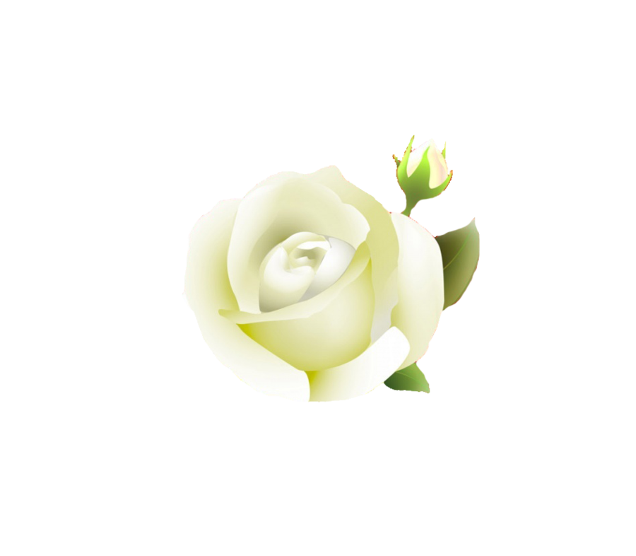 White Rose Clipart Transparent PNG Image