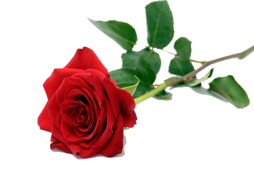 Single Red Rose Transparent PNG Image