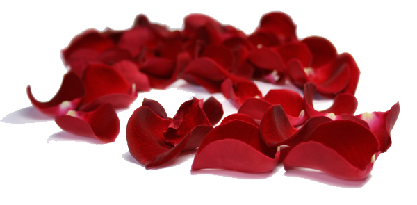 Rose Petals Clipart Transparent PNG Image