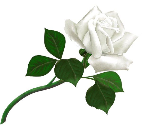 White Rose Transparent Background Transparent PNG Image