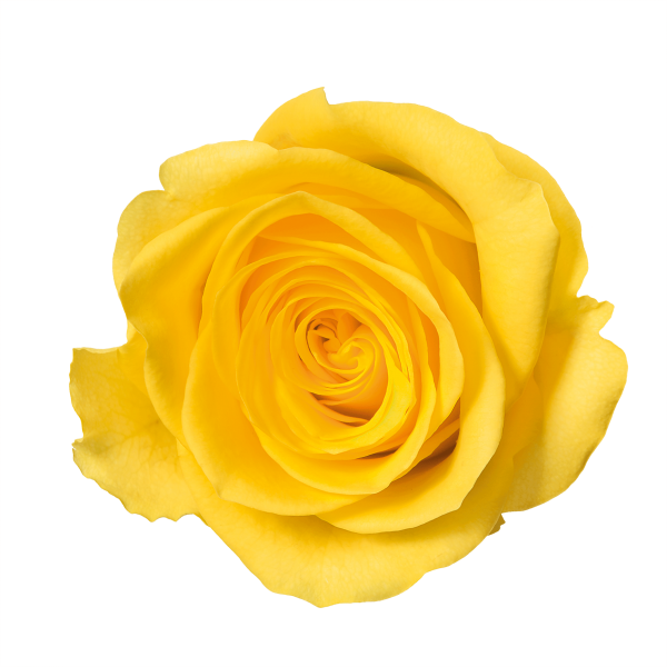 Yellow Rose Image Transparent PNG Image