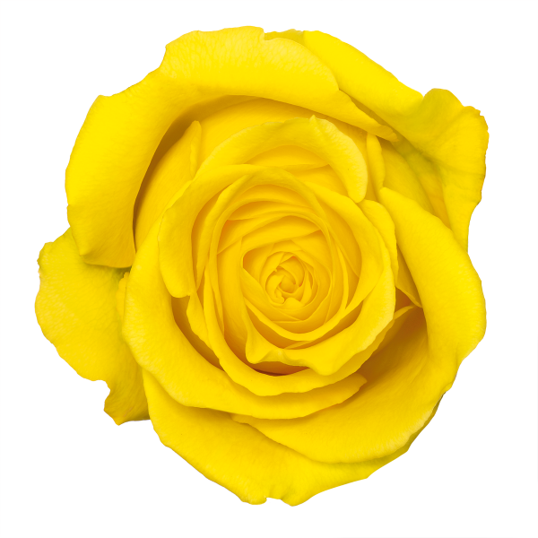 Yellow Rose Transparent Transparent PNG Image