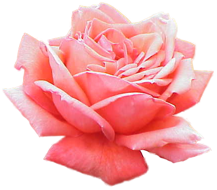 Pink Rose Picture Transparent PNG Image