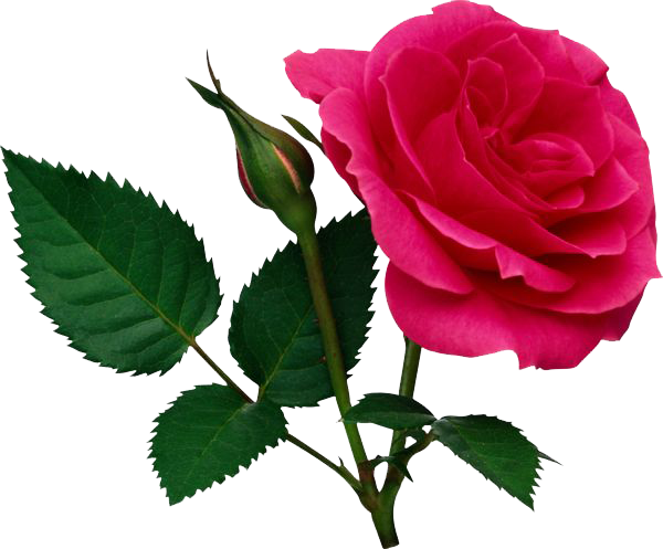 Pink Rose File Transparent PNG Image