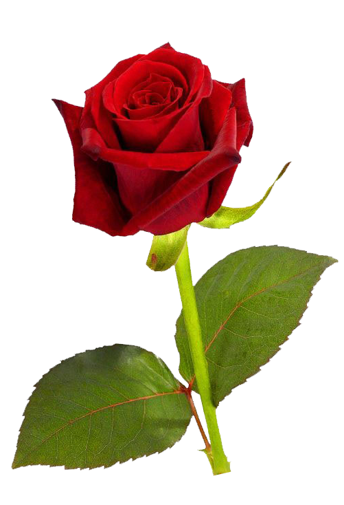 Single Red Rose Hd Transparent PNG Image