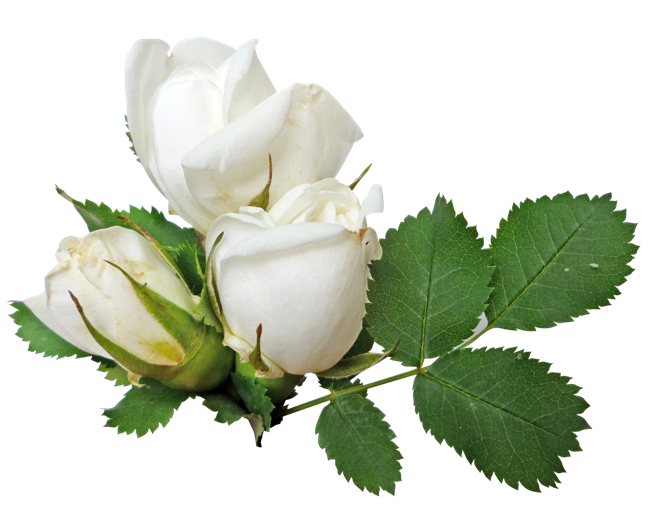 White Rose Transparent Transparent PNG Image