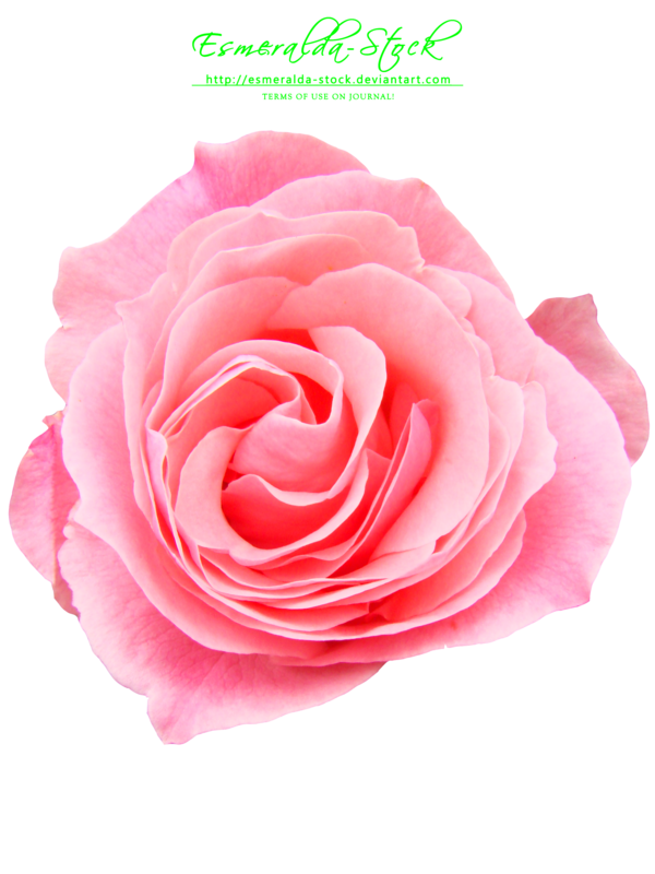 Pink Rose Free Download Transparent PNG Image