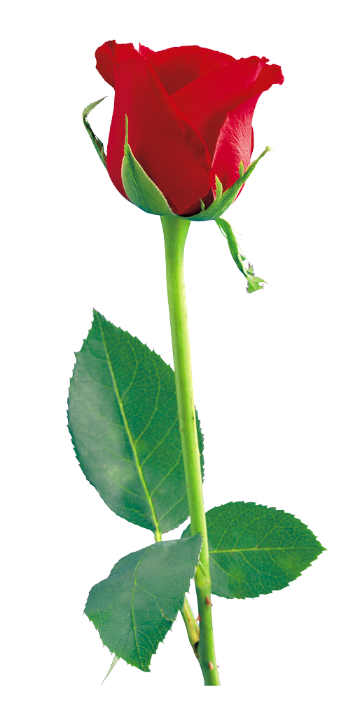 Single Red Rose File Transparent PNG Image