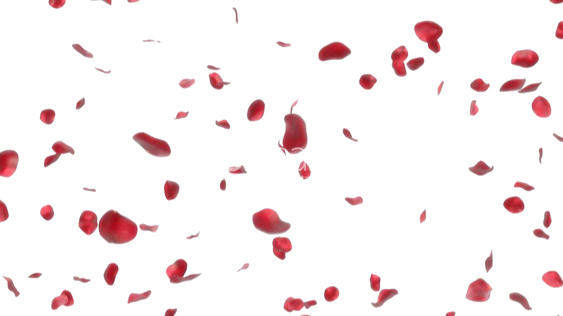 Rose Petals Image Transparent PNG Image