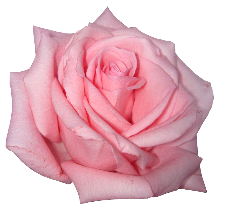 Pink Rose Image Transparent PNG Image