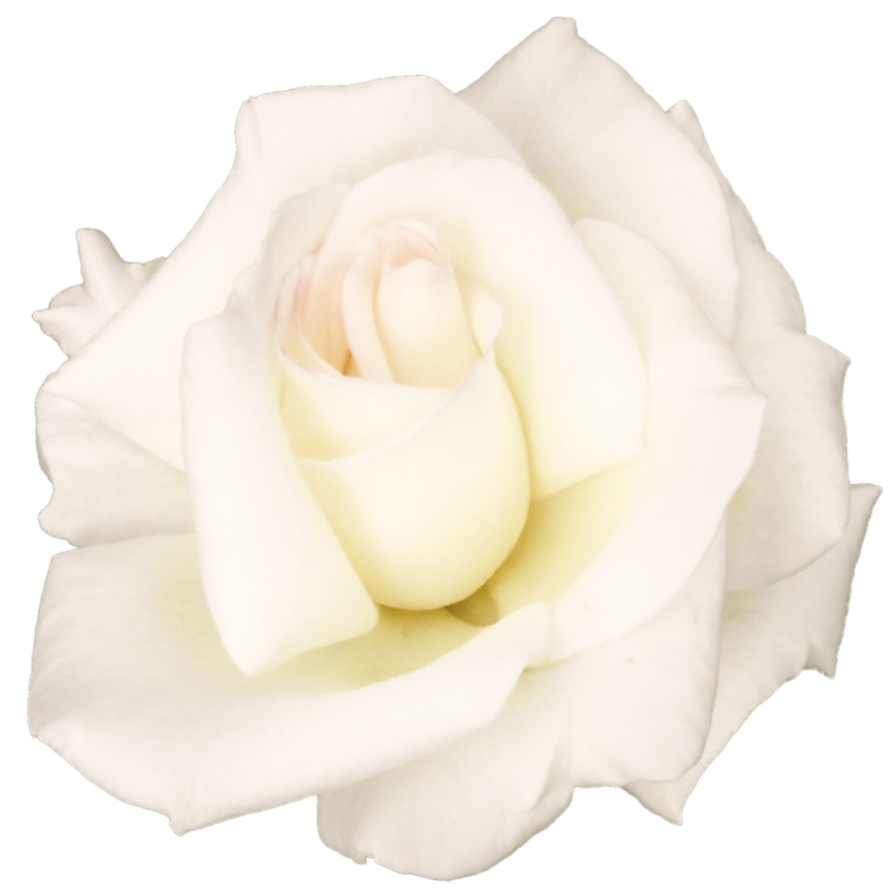 White Rose Transparent Image Transparent PNG Image