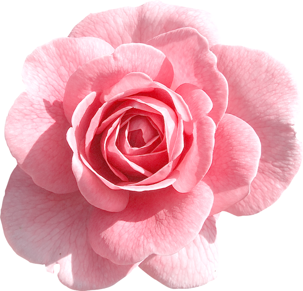 Pink Rose Transparent Transparent PNG Image