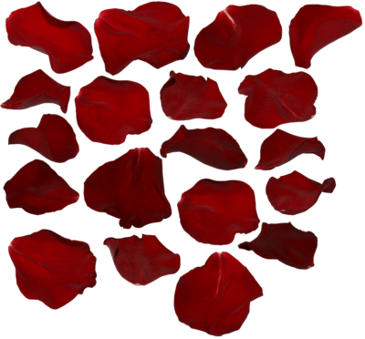 Rose Petals Transparent Transparent PNG Image