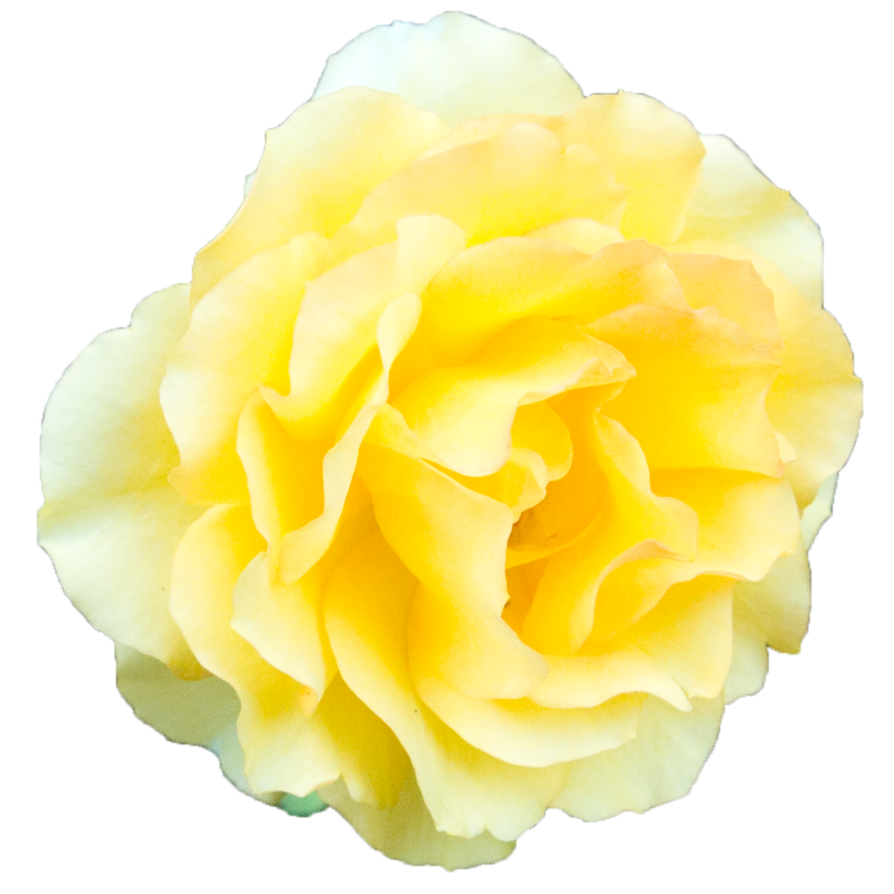 Yellow Rose Transparent Background Transparent PNG Image