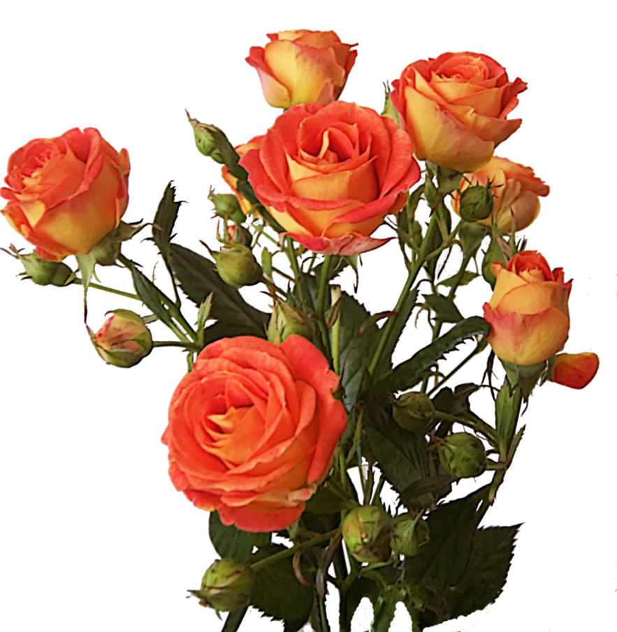 Rose Bunch Image Transparent PNG Image