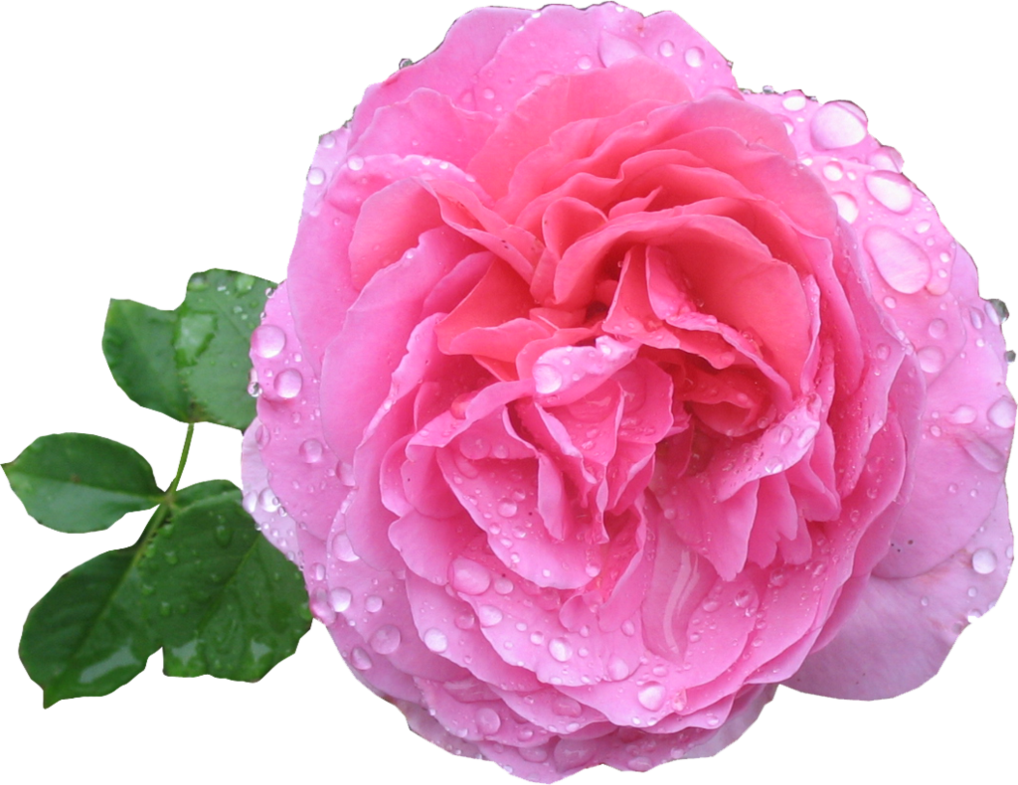 Pink Rose Hd Transparent PNG Image