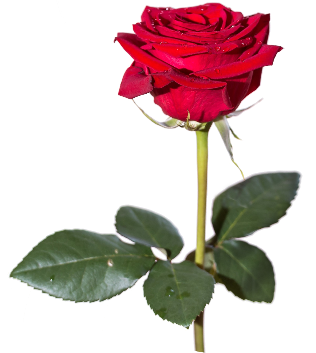 Red Rose Hd Transparent PNG Image