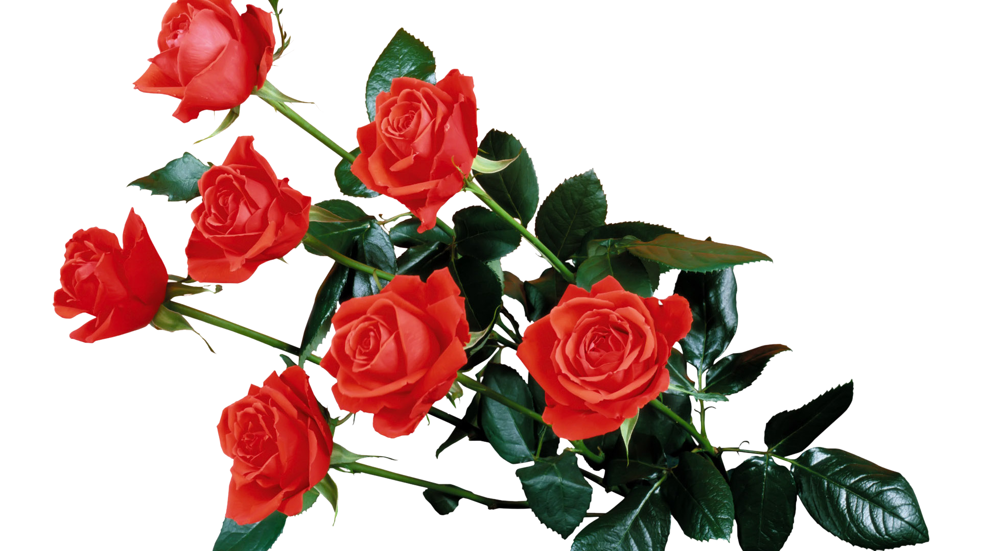 Red Rose Transparent Transparent PNG Image