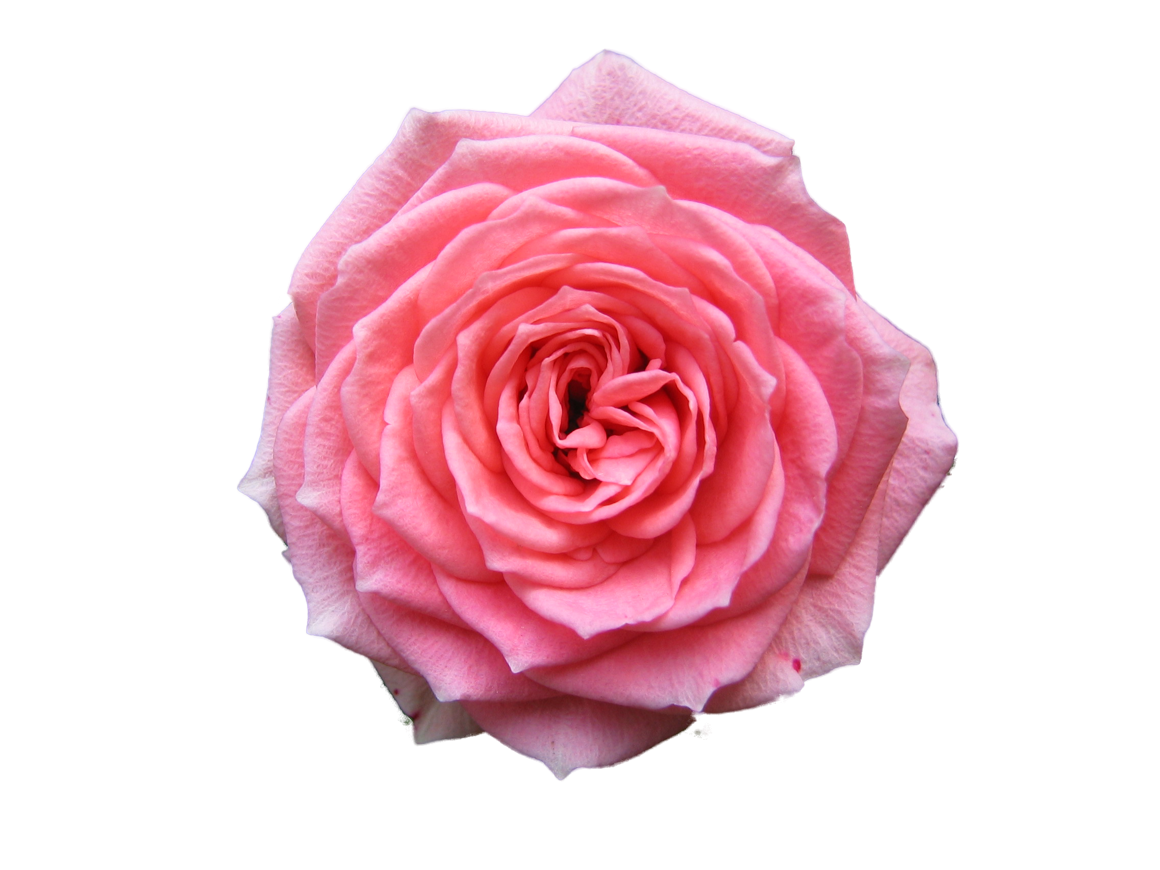 Pink Rose Photo Transparent PNG Image