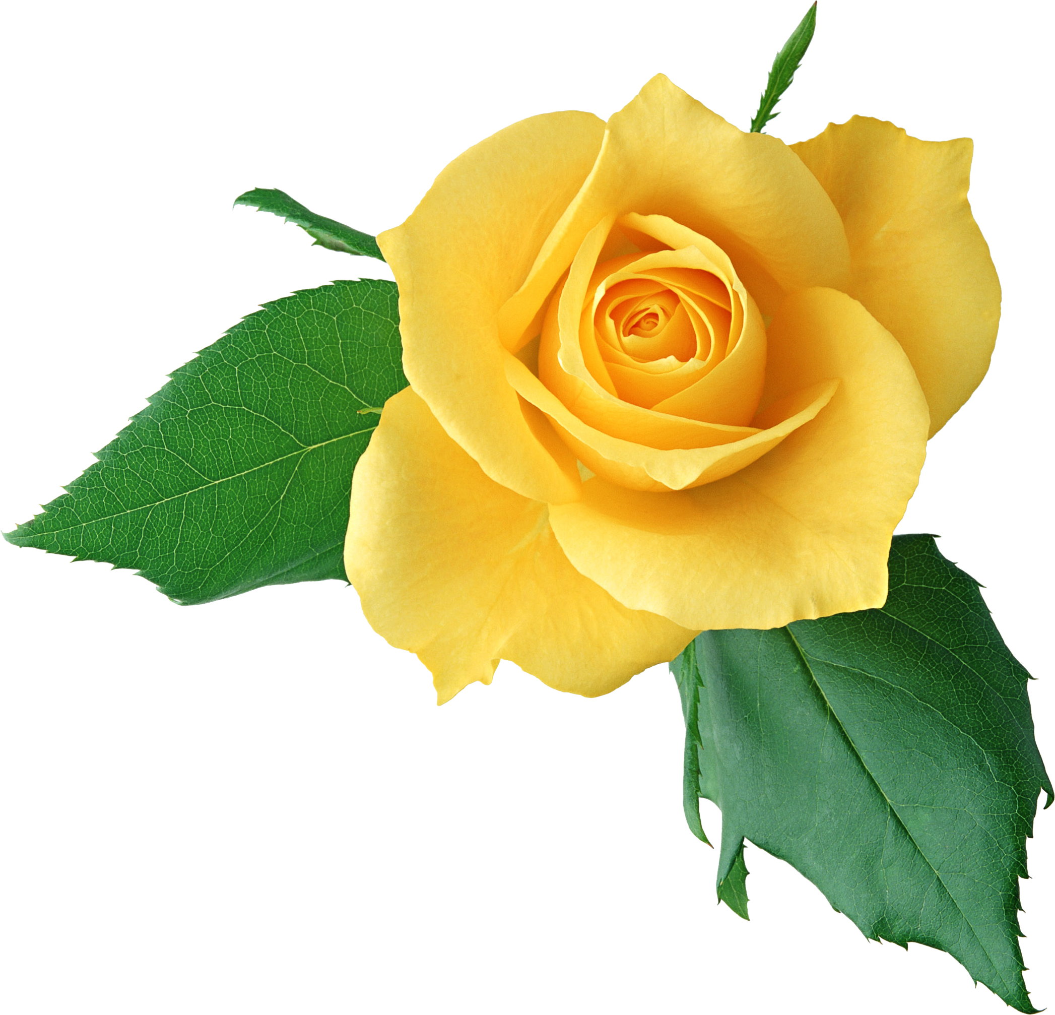 Yellow Rose Clipart Transparent PNG Image