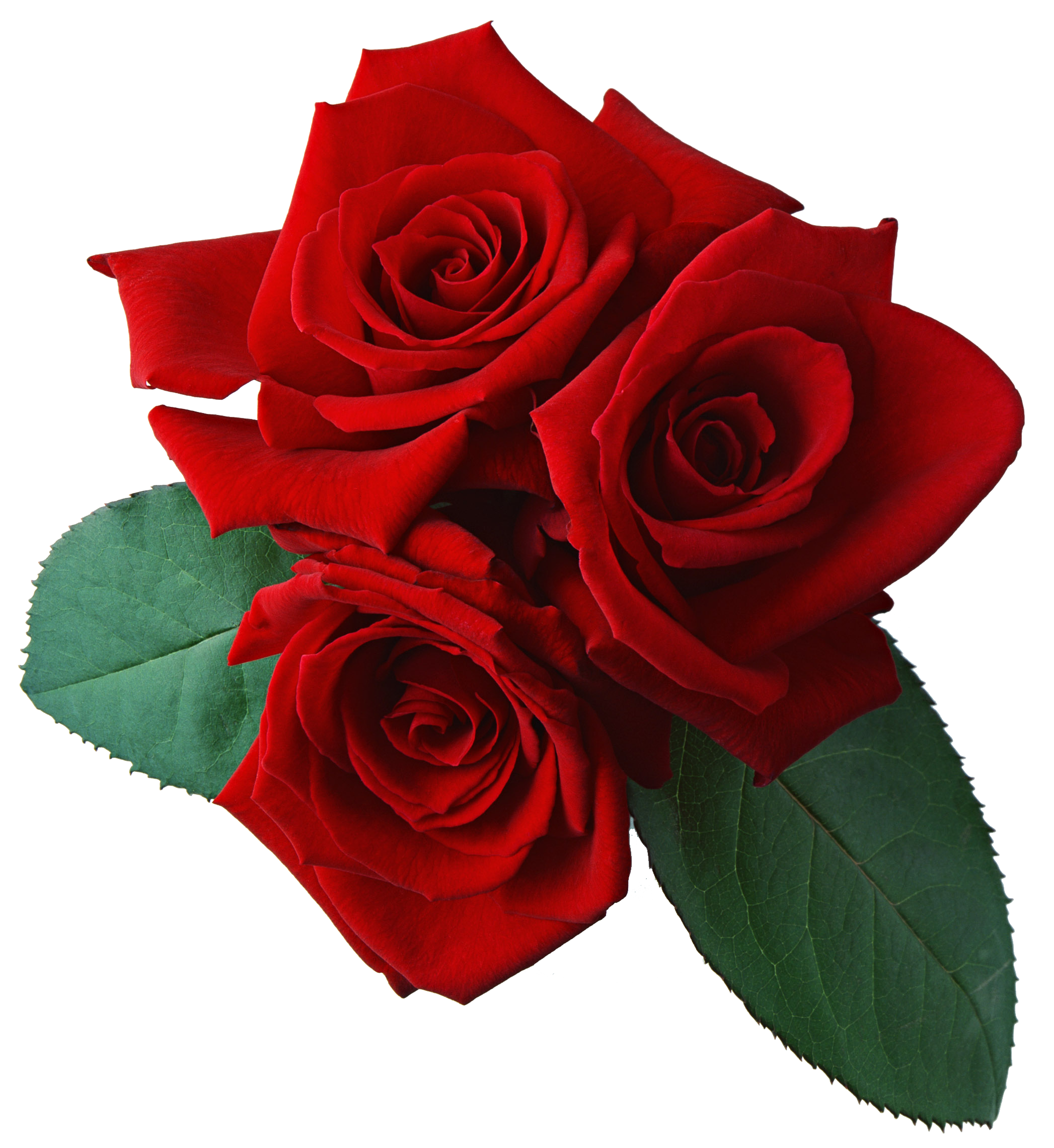 Red Rose Transparent Background Transparent PNG Image