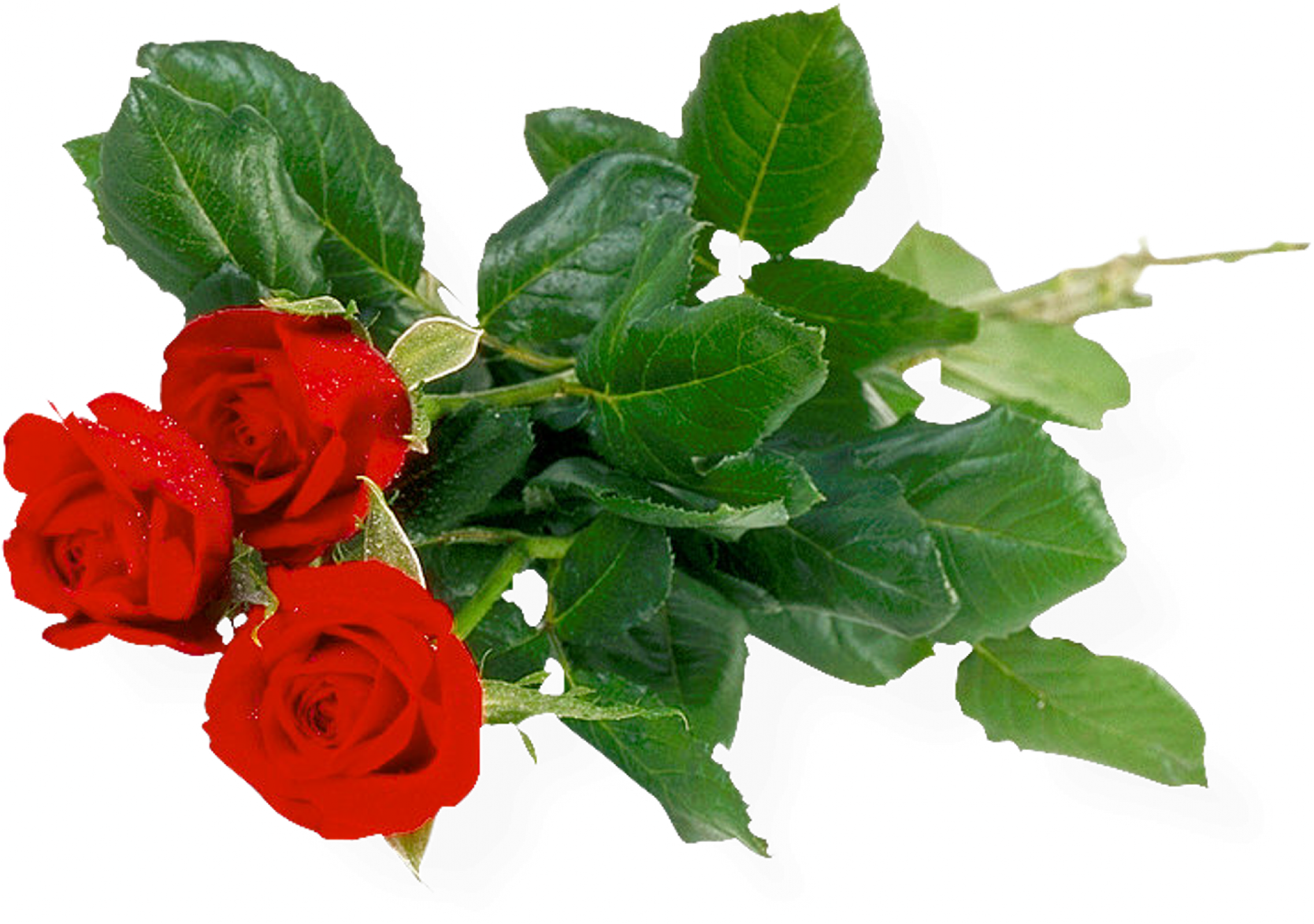 Rose Bunch Transparent Background Transparent PNG Image