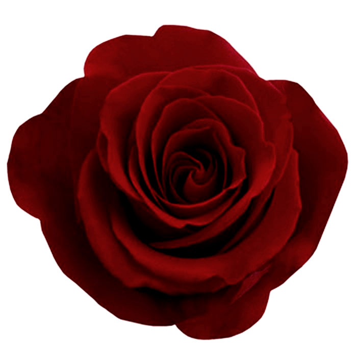 Gothic Rose Photos Transparent PNG Image