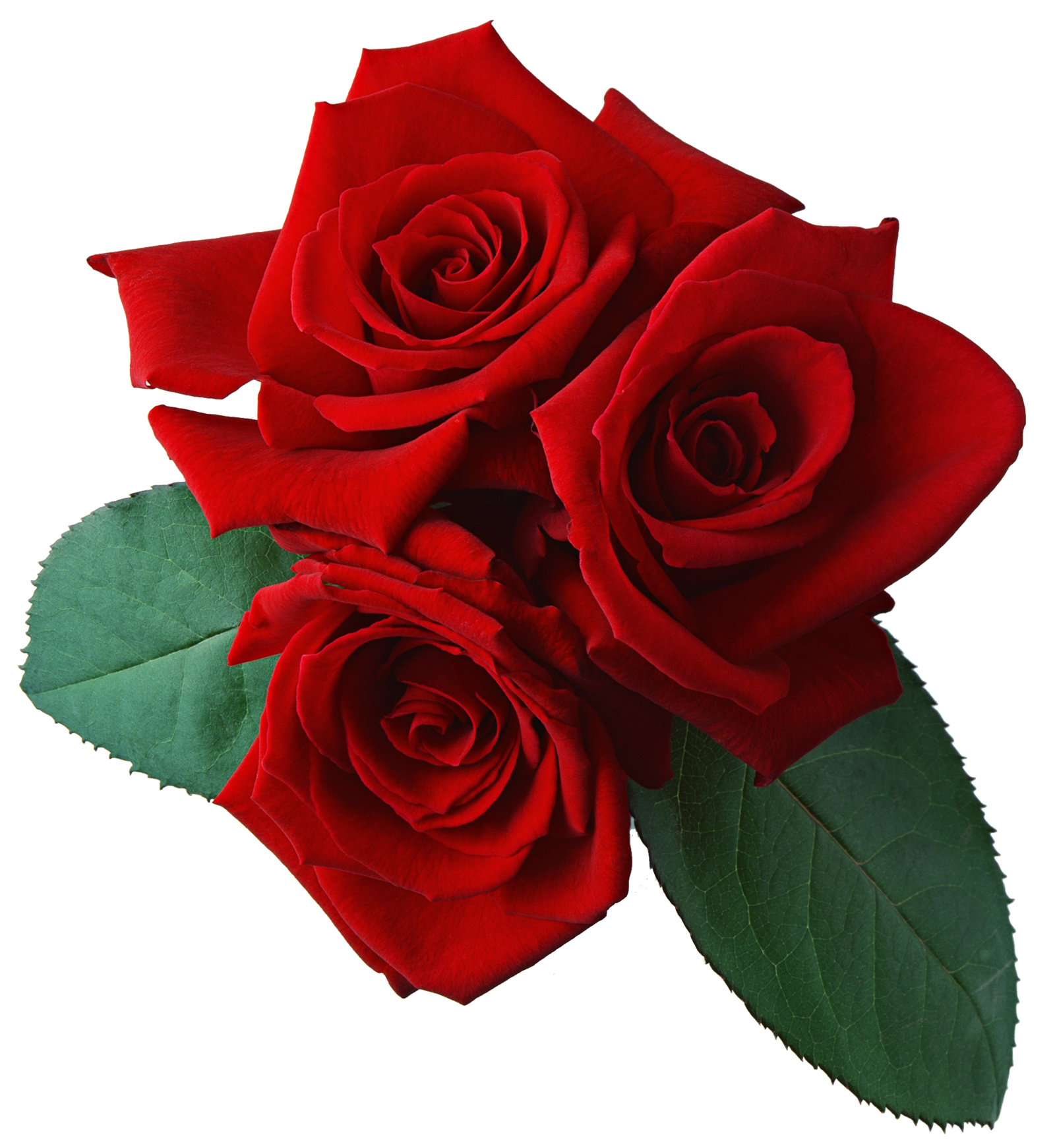 Rose Png File Transparent PNG Image