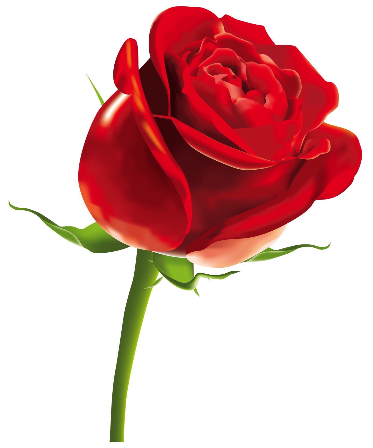 Rose Png Picture Transparent PNG Image