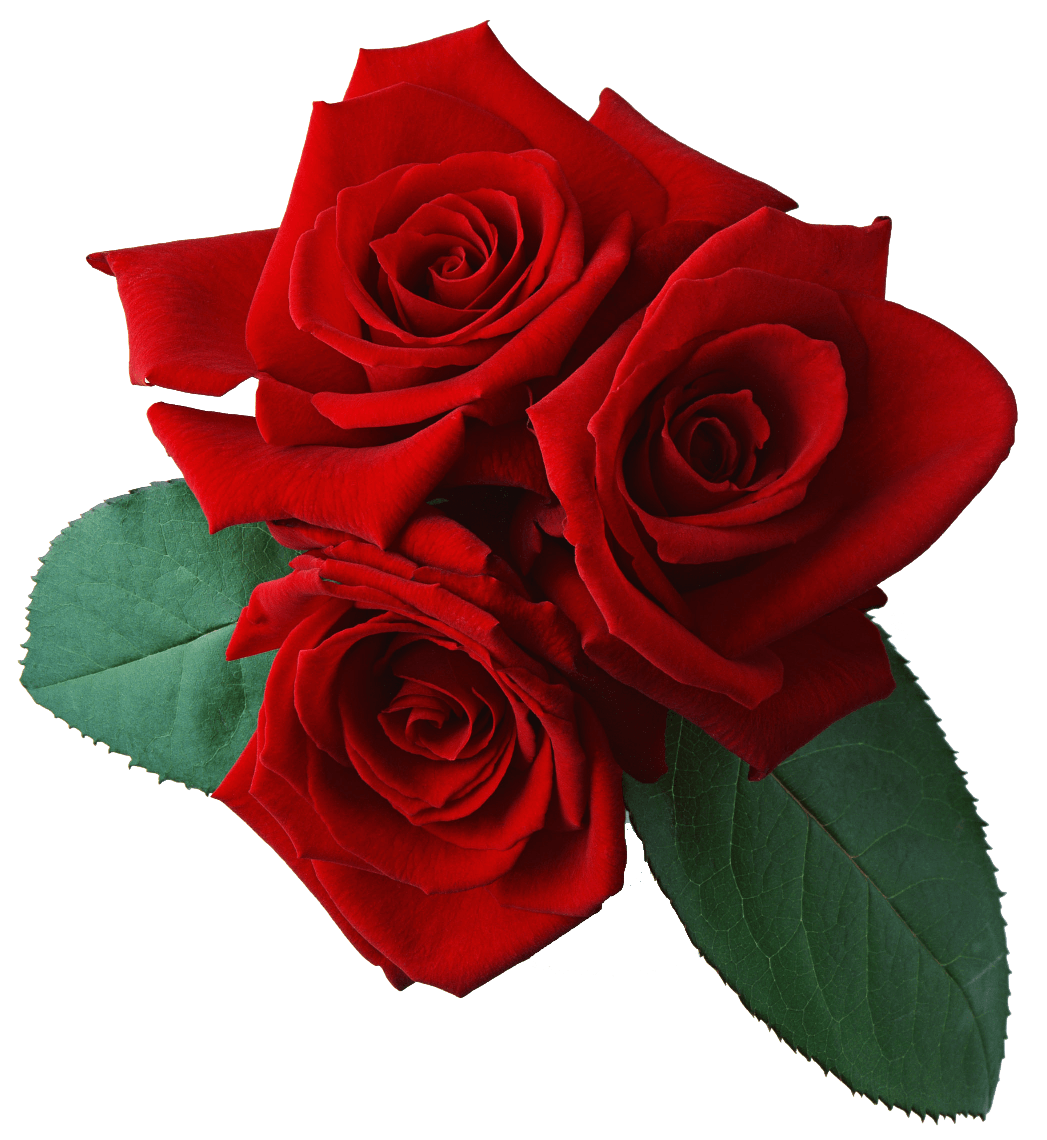 Rose Png Image Picture Download Transparent PNG Image