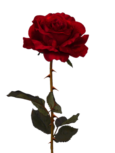 Rose Free Png Image Transparent PNG Image