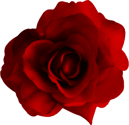 Red Rose Png Image Picture Download Transparent PNG Image