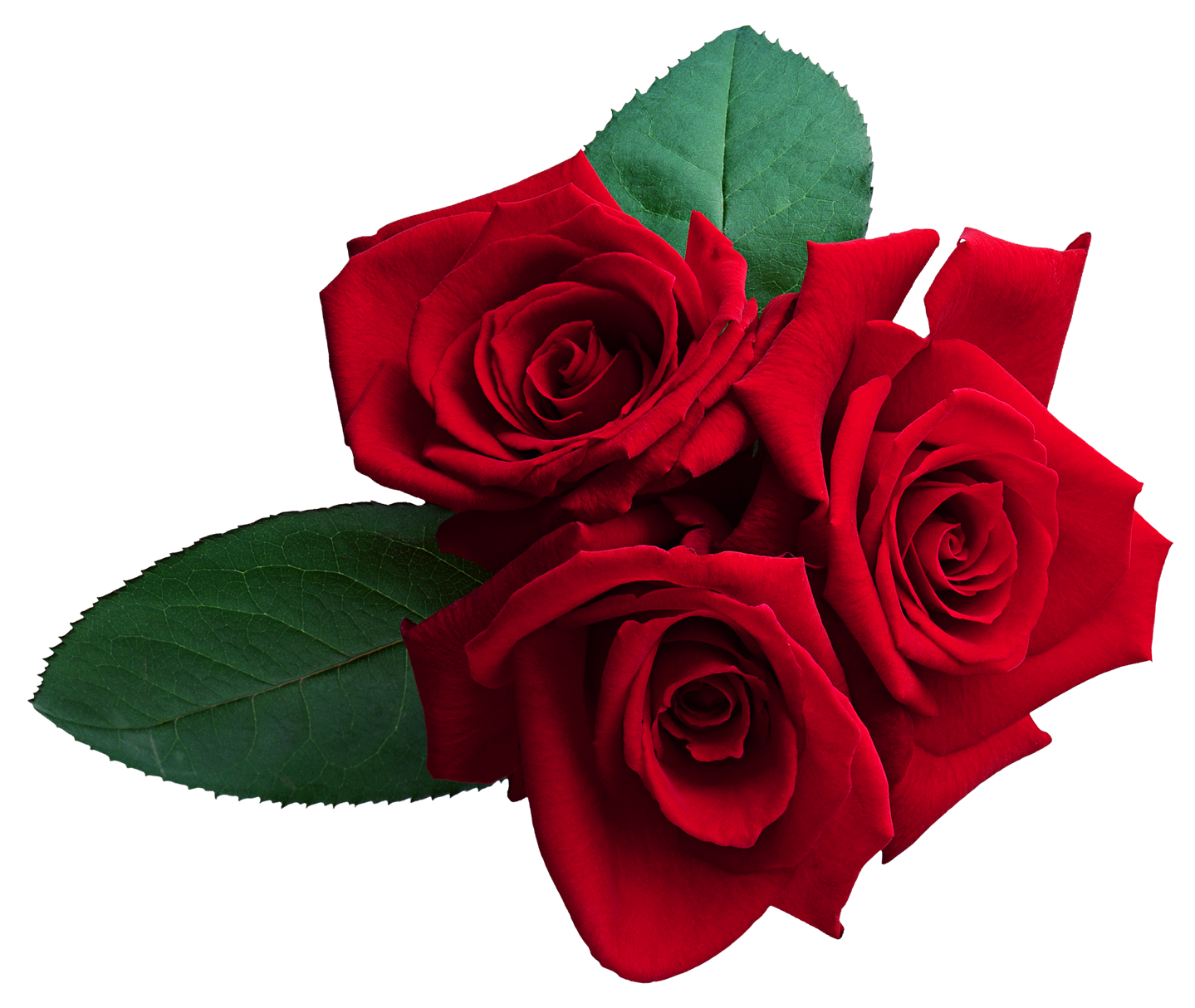 Rose Wallpaper Red Roses Free Clipart HQ Transparent PNG Image