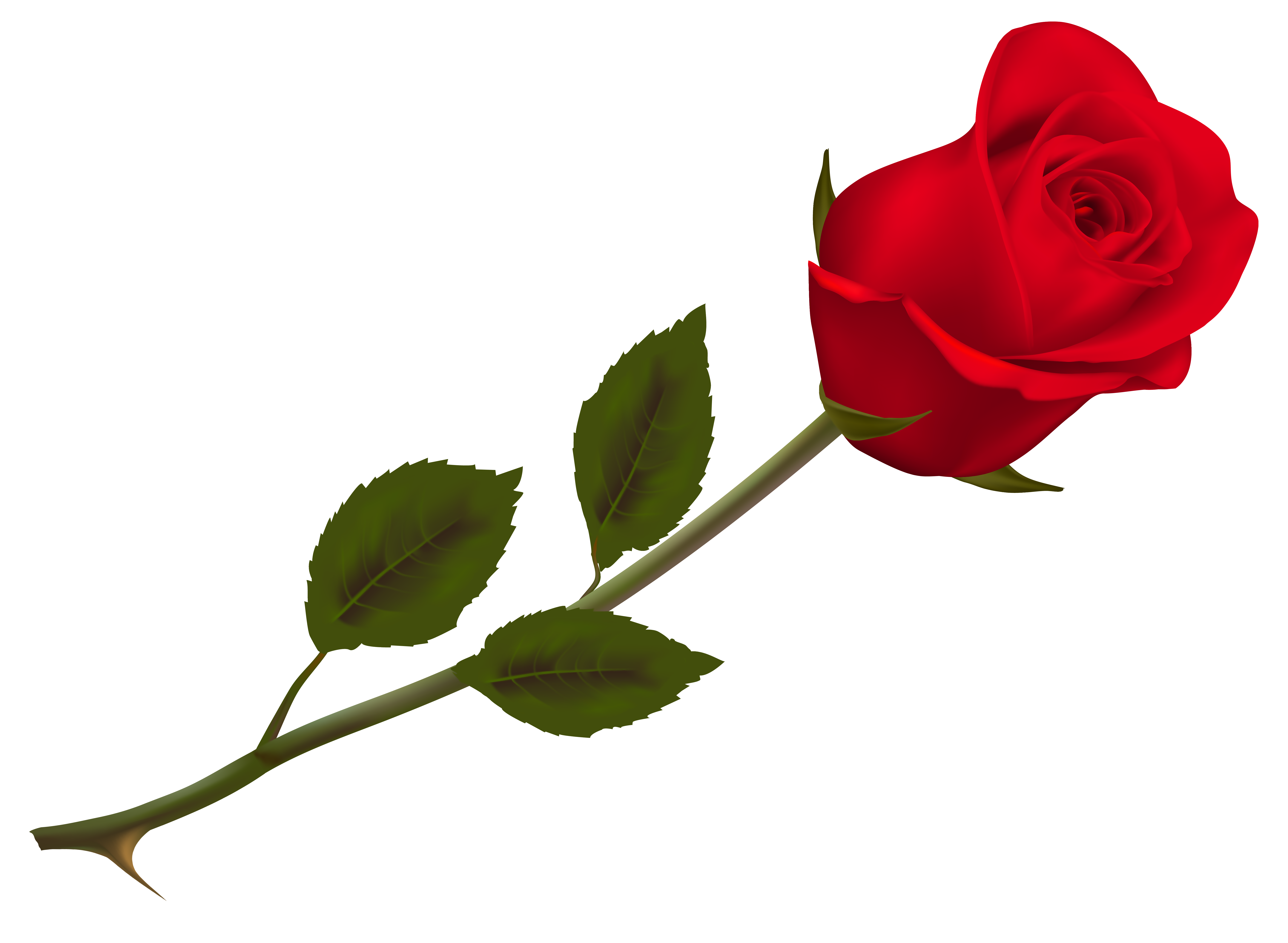 Beautiful Picture Rose Wallpaper Transparent Red Transparent PNG Image