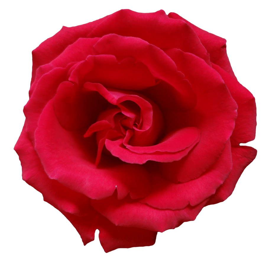 Rose Png Image Picture Download Transparent PNG Image