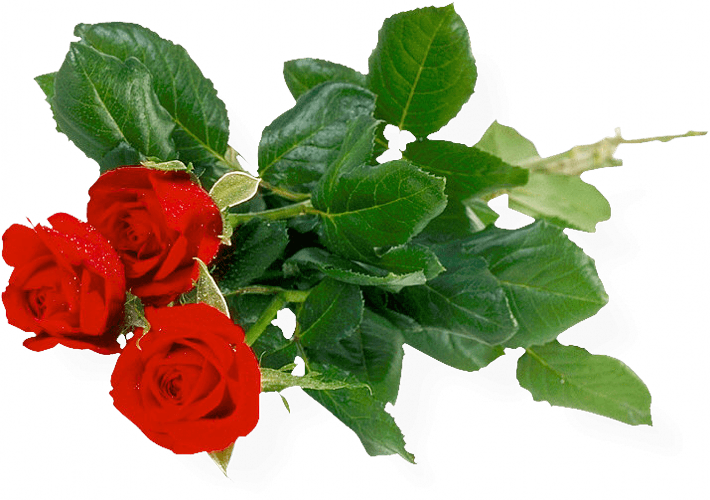 Bouquet Of Roses Png Image Picture Download Transparent PNG Image